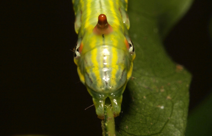 Fig. 15. Larva U estadío <i>Elasmia mandela</i></i>, posición trasera, Area de Conservación Guanacaste, Sector Pitilla, Amonias, elevación 390 m.s.n.m.  (16-SRNP-30964-DHJ29990.jpg).