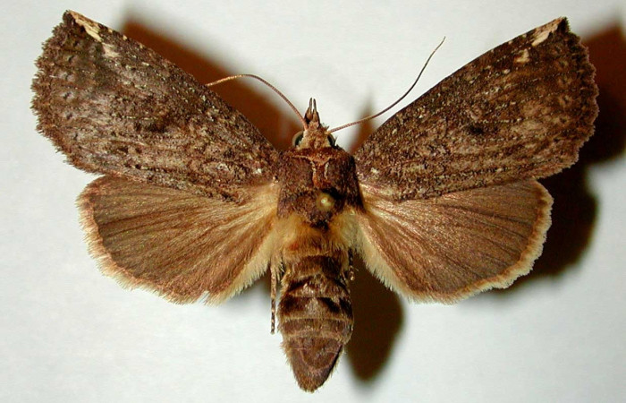 Fig. 1. Adulto <i>Elasmia mandela</i></i>, posición dorsal, hembra, Area de Conservación Guanacaste, Sector Santa Rosa, Bosque San Emilio, elevación 300 m.s.n.m.  (90-SRNP-1056.2-DHJ32324).