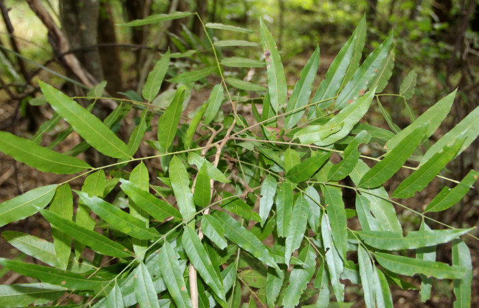Fig. 25. Planta que come <i>Elasmia mandela</i></i>, Familia, Sapindaceae, <i>Thouinidium decandrum</i></i>, posición haz, (parte de arriba)  Area de Conservación Guanacaste, Sector Santa Rosa, Bosque San Emilio, elevación 390 m.s.n.m. (Foto Harry.Ramirez Nov. 2018)