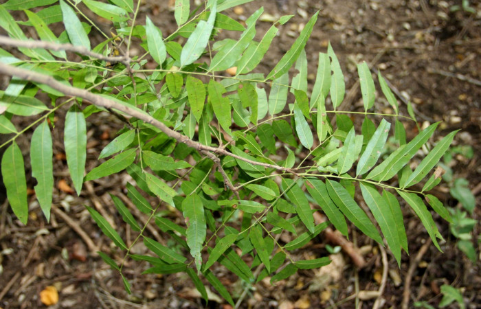 Fig. 26. Planta que come <i>Elasmia mandela</i></i>, Familia, Sapindaceae, <i>Thouinidium decandrum</i></i>, posición envés, (parte de abajo)  Area de Conservación Guanacaste, Sector Santa Rosa, Bosque San Emilio, elevación 390 m.s.n.m. (Foto Harry.Ramirez Nov. 2018)