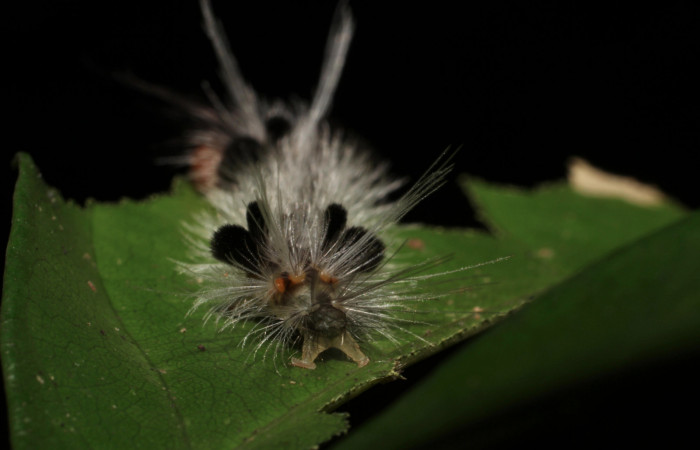 Fig. 10 Larva <i>Xanthyda drucei</i></i>, Erebidae mostrando la parte trasera. Voucher: 11-SRNP-12777-DHJ494050.jpg.