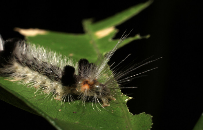 Fig. 11 Larva <i>Xanthyda drucei</i></i>, Erebidae mostrando la parte trasera. Voucher: 11-SRNP-12777-DHJ494051.jpg.