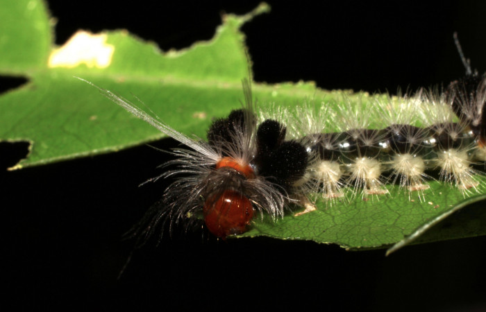 Fig. 12 Larva <i>Xanthyda drucei</i></i>, Erebidae mostrando la parte frontal. Voucher: 11-SRNP-12777-DHJ494052.jpg.