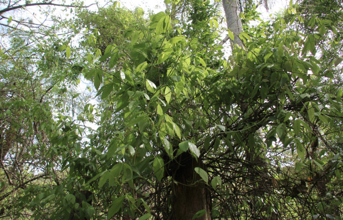 Fig. 13 Planta <i>Paullinia cururu</i></i> (Sapindaceae), hospedera de la larva <i>Xanthyda drucei</i></i>, (Erebidae), Sector Mundo Nuevo. Foto Elieth cantillano. 29 Mayo 2022.