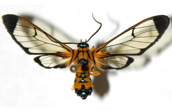 Fig.1 Adulto <i>Xanthyda drucei</i></i>, Erebidae hembra, mostrando la parte dorsal. Voucher: 04-SRNP-56357-DHJ316880.