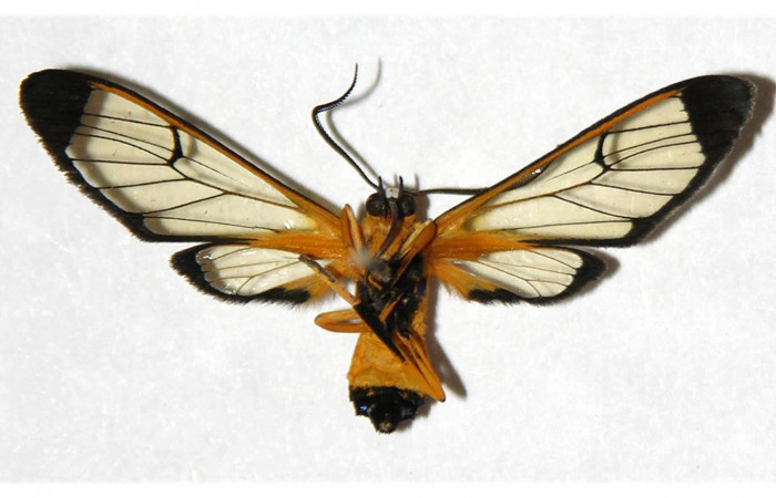 Fig.2 Adulto <i>Xanthyda drucei</i></i>, Erebidae, hembra, mostrando la parte ventral. Voucher: 04-SRNP-56357-DHJ316881.