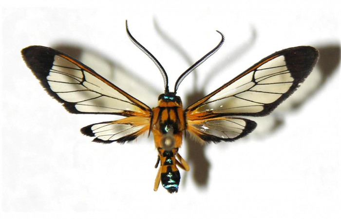 Fig.3 Adulto <i>Xanthyda drucei</i></i>, Erebidae macho mostrando la parte dorsal. Voucher: 04-SRNP-56360-DHJ316882.