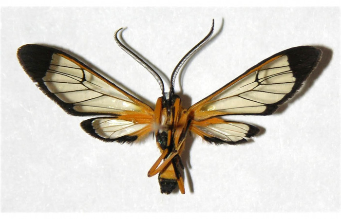Fig.4 Adulto <i>Xanthyda drucei</i></i>, Erebidae macho mostrando la parte ventral. Voucher: 04-SRNP-56360-DHJ316883.