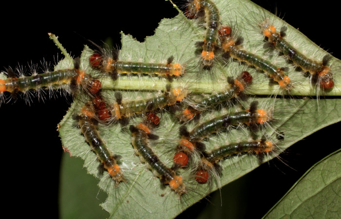 Fig. 5 Larva <i>Xanthyda drucei</i></i>, Erebidae mostrando la parte dorsal entero. Voucher: 11-SRNP-12777-DHJ494040.jpg.