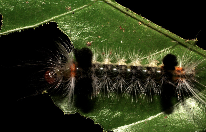 Fig. 6 Larva <i>Xanthyda drucei</i></i>, Erebidae mostrando la parte dorsal entero. Voucher: 11-SRNP-12777-DHJ494044.jpg.