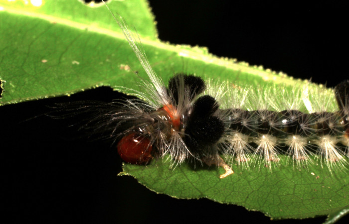 Fig. 7 Larva <i>Xanthyda drucei</i></i>, Erebidae mostrando la parte dorsal entero. Voucher: 11-SRNP-12777-DHJ494045.jpg.