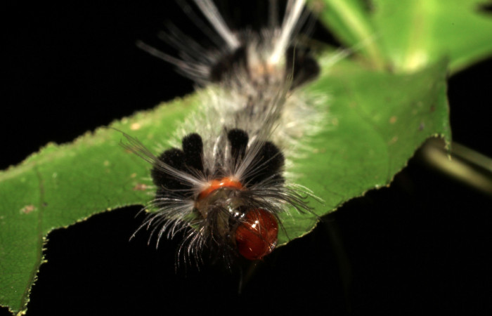 Fig. 8 Larva <i>Xanthyda drucei</i></i>, Erebidae mostrando la parte cabeza. Voucher: 11-SRNP-12777-DHJ494046.jpg.