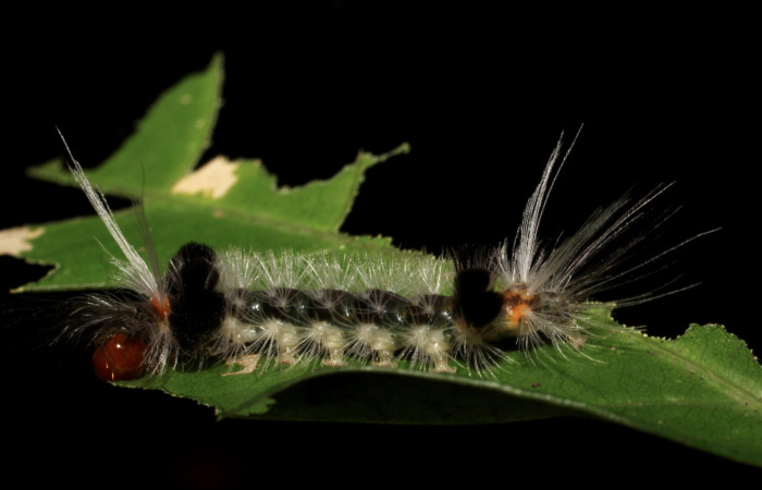 Fig. 9 Larva <i>Xanthyda drucei</i></i>, Erebidae mostrando la parte lateral. Voucher: 11-SRNP-12777-DHJ494048.jpg.
