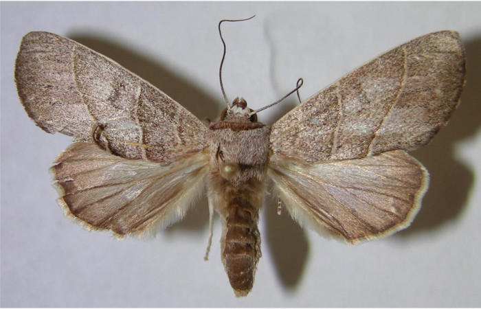 Figura 1. Adulto de <i>Hemiceras indistans</i></i>, vista dorsal. (01-SRNP-23451-DHJ371672).