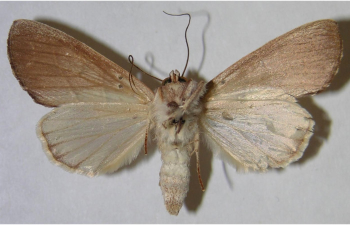 Figura 2. Adulto de <i>Hemiceras indistans</i></i>, vista ventral. (01-SRNP-23451-DHJ371673).