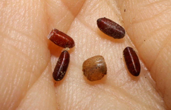 Figura 16. Detalle de exuvia de parásito <i>Ceromya</i></i> Janzen04 de la familiaTachinidae, que atacan larva de <i>Hemiceras corema</i></i>. (07-SRNP-24199-DHJ469276.)