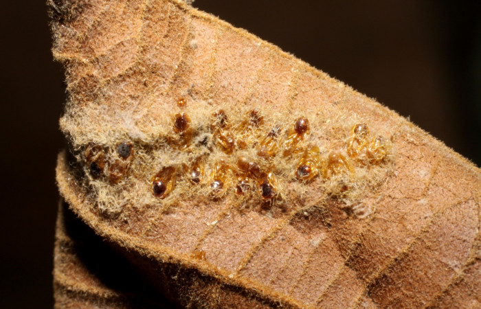 Figura 18. Detalle  de parásito <i>Euplectrus xiomarae</i></i> de la familia Eulophidae, que atacan larva de <i>Hemiceras corema</i></i>, (07-SRNP-24257-DHJ469277).