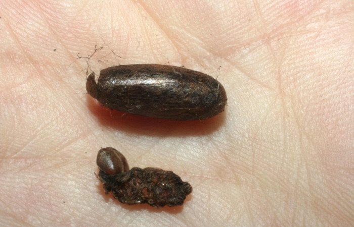 Figura 17. Detalle  de parásito <i>Enicospilus</i></i> Janzen47 de la familia
Ichneumonidae, que atacan larva de <i>Hemiceras corema</i></i>, (08-SRNP-101-DHJ453056.)