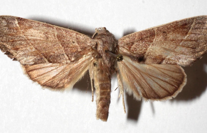 Figura 3. Adulto de <i>Hemiceras indistans</i></i>, vista dorsal. (17-SRNP-45995-DHJ932930).