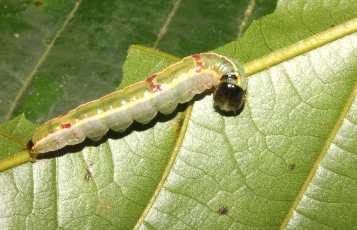 Figura 6. Larva de <i>Hemiceras indistans</i></i>, vista lateral en penúltimo estadio.  (18-SRNP-26698-DHJ731631)