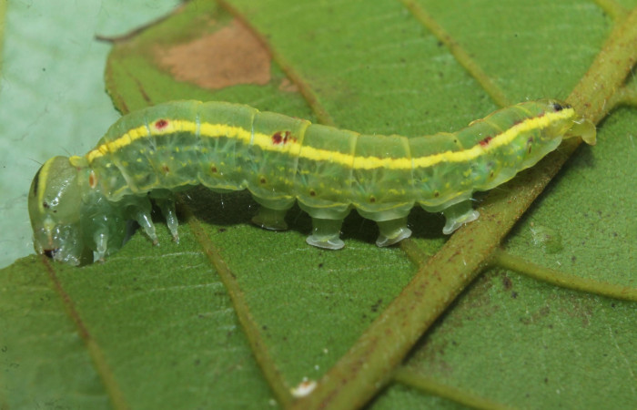 Figura 7. Larva de <i>Hemiceras indistans</i></i>, vista lateral  en penúltimo estadio.  (18-SRNP-45684-DHJ718826)