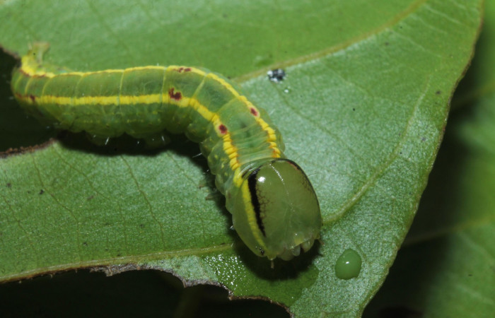 Figura 8. Larva de <i>Hemiceras indistans</i></i>, detalle de cabeza en penúltimo estadio.  (18-SRNP-45684-DHJ718828)