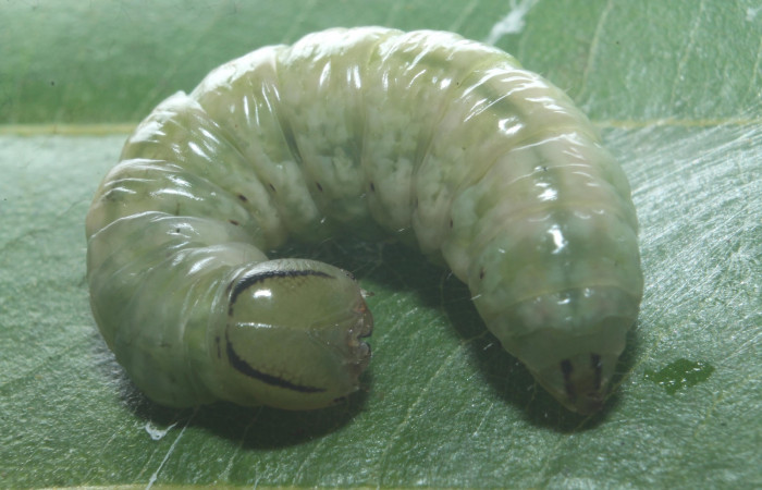 Figura 13. Prepupa de <i>Hemiceras indistans</i></i>. vista dorsal  (18-SRNP-45684-DHJ718862).