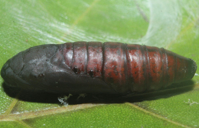 Figura 14.pupa de <i>Hemiceras indistans</i></i>. vista lateral  (18-SRNP-45684-DHJ718911).