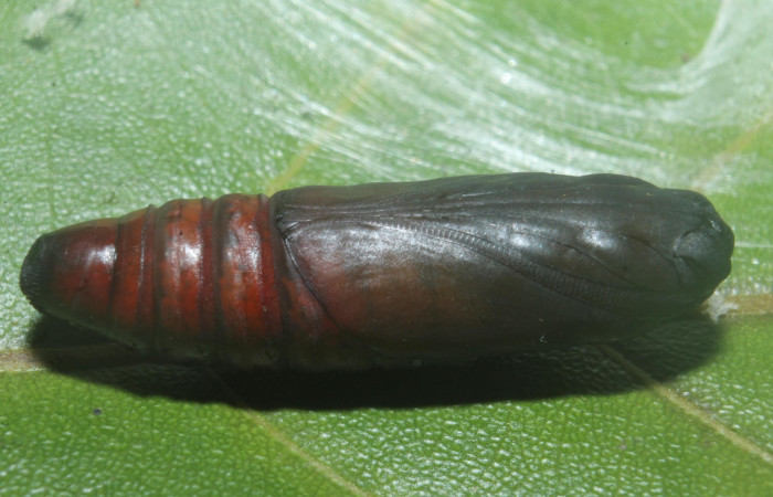 Figura 15.pupa de <i>Hemiceras indistans</i></i>. vista dorsal  (18-SRNP-45684-DHJ718914).