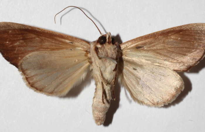 Figura 4. Adulto de  <i>Hemiceras indistans</i></i>, vista ventral. (18-SRNP-45684-DHJ940885).