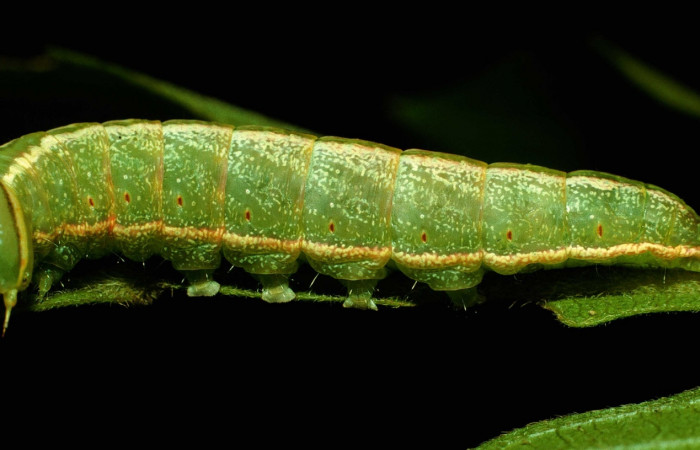 Figura 11. Larva de <i>Hemiceras corema</i></i>,  vista lateral  en ultimo estadio.  (93-SRNP-7161-DHJ27165).