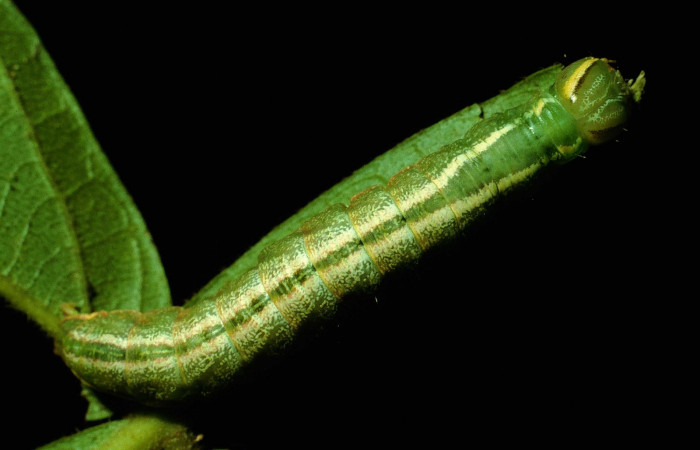 Figura 9. Larva de <i>Hemiceras corema</i></i> , vista dorsal en último estadio.  (93-SRNP-7161-DHJ27167).
