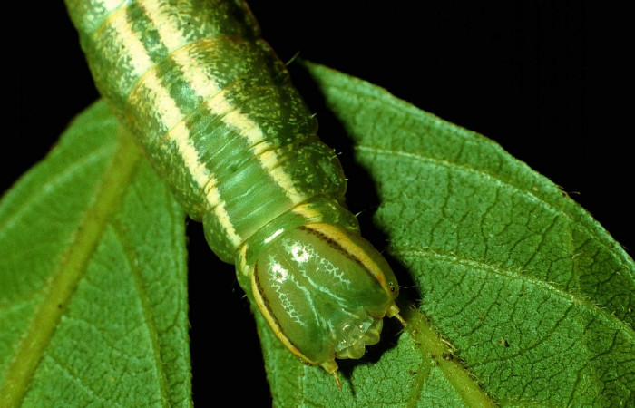 Figura 10. Larva de <i>Hemiceras corema</i></i>, vista dorsal en último estadio.  (93-SRNP-7161-DHJ27170).