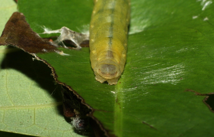 Figura 11. Parte posterior <i>Udranomia tomdaleyi</i></i>, (Hesperiidae), en la planta <i>Ouratea lucens</i></i> (Ochnaceae). Sector Cacao, Quebrada Otilio, (elevación 550 metros). Colectada 19 junio 2014. (14-SRNP-35373-DHJ490774.jpg).