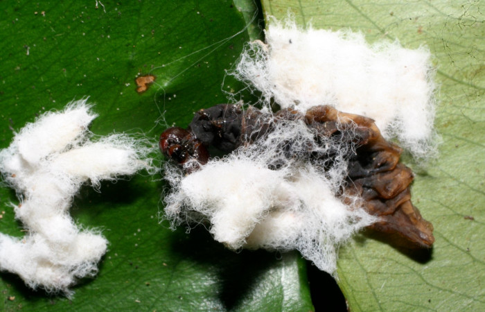 Figura 12. Capullos <i> Hypomicrogaster rugosus</i></i> (Braconidae),parásito en la larva <i> Udranomia tomdaleyi</i></i>, en la planta <i>Ouratea prominens</i></i> (Ochnaceae). (10-SRNP-32241-DHJ477259.jpg).