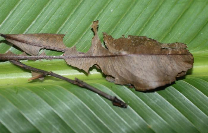 Figura 13. Casita de la pupa <i>Udranomia tomdaleyi</i></i>, (Hesperiidae). (14-SRNP-56397-DHJ492230.jpg).