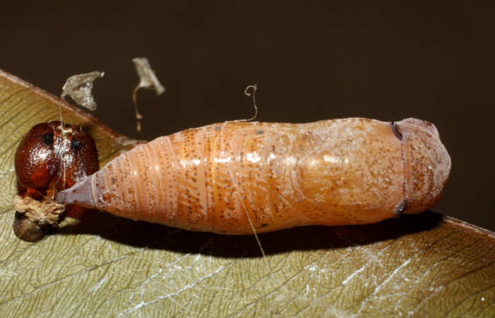 Figura 14. Pupa dorsal entero <i>Udranomia tomdaleyi</i></i>, (Hesperiidae). (14-SRNP-35373-DHJ490796.jpg).