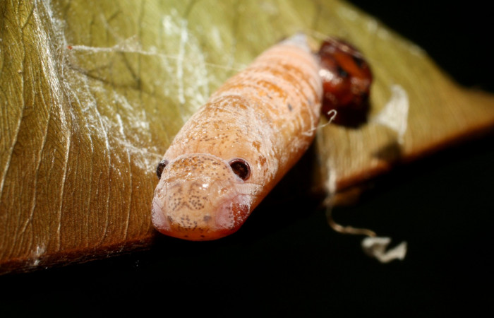 Figura 15. Pupa dorsal tórax <i>Udranomia tomdaleyi</i></i>, (Hesperiidae). (14-SRNP-35373-DHJ490797.jpg).