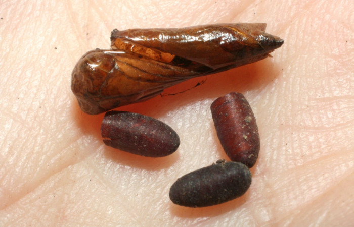 Figura 16. Capullos <i>Winthemia</i></i> Wood19DHJ01 (Tachinidae),parásito en la larva <i> Udranomia tomdaleyi</i></i>, en la planta <i>Ouratea lucens</i></i> (Ochnaceae). (08-SRNP-55988-DHJ462566.jpg).