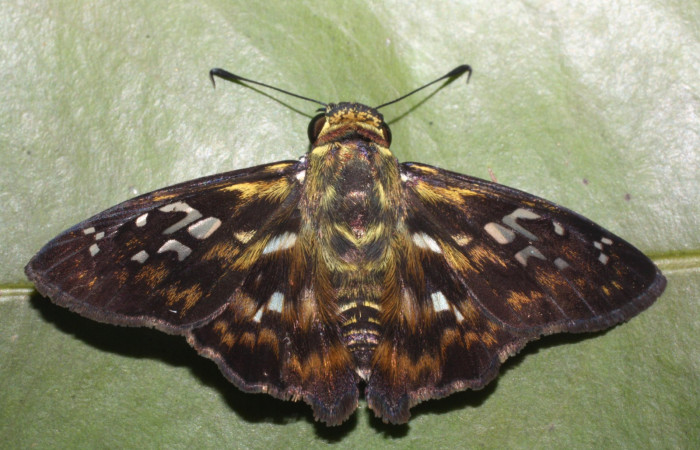 Figura 17. Adulto <i>Udranomia tomdaley</i></i> (Hesperiidae), posición vista dorsal. (14-SRNP-20541-DHJ710193).