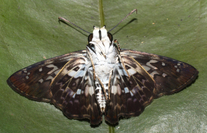 Figura 18. Adulto <i>Udranomia tomdaley</i></i> (Hesperiidae), posición vista ventral. (14-SRNP-20541-DHJ710194).