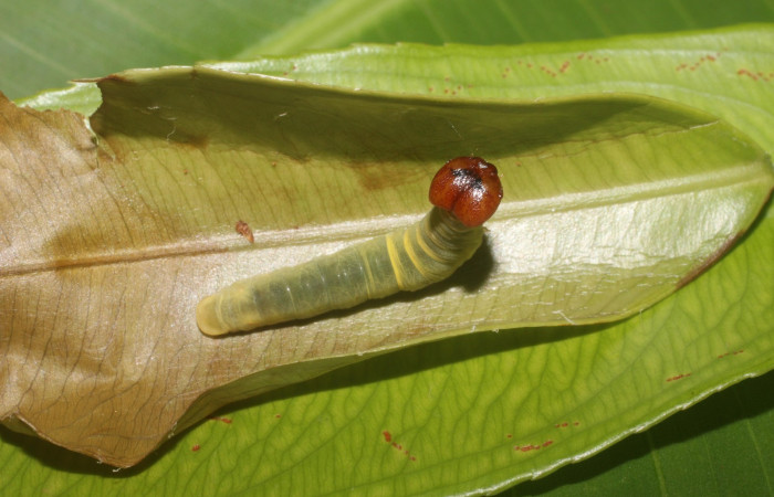 Figura 19. Dorsal entero <i>Udranomia tomdaleyi</i></i>, (Hesperiidae), en la planta <i>Ouratea lucens</i></i> (Ochnaceae). Sector Pailas, PL12, (elevación 752 metros). Colectada 19 junio 2014. (14-SRNP-56397-DHJ492218.jpg).