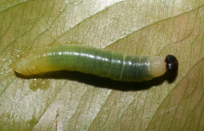 Figura 1. Dorsal entero <i>Udranomia tomdaleyi</i></i>, (Hesperiidae), en la planta <i>Ouratea lucens</i></i> (Ochnaceae). Sector El Hacha, Estación Los Almendros, (elevación 290 metros). Colectada 27 mayo 2008. (08-SRNP-21281-DHJ438194.JPG).