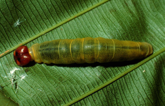 Figura 20. Dorsal entero <i>Udranomia</i></i> kikkawaiDHJ02, (Hesperiidae), en la planta <i>Cespedesia spathulata</i></i> (Ochnaceae). Sector Rincon Rain Forest, Sendero Rincon, (elevación 430 metros). Colectada 3 mayo 2002. (02-SRNP-7147-DHJ66180.jpg).