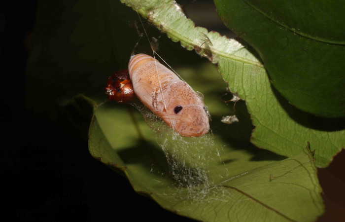 Figura 21. Pupa de frente <i>Udranomia tomdaleyi</i></i>, (Hesperiidae). (114-SRNP-12523-DHJ802731.jpg).