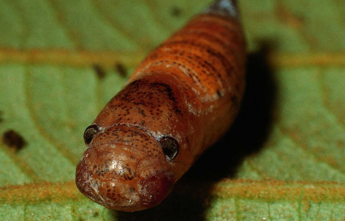 Figura 22. Pupa de frente <i>Udranomia</i></i> kikkawaiDHJ02, (Hesperiidae). (02-SRNP-2935-DHJ65670.jpg).