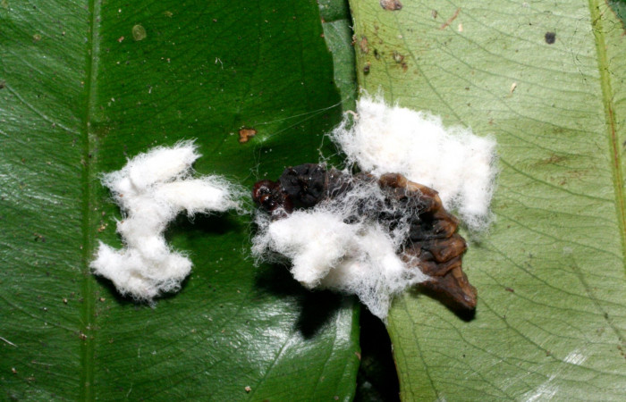 Figura 23. Capullos <i> Hypomicrogaster rugosus</i></i> (Braconidae),parásito en la larva <i> Udranomia tomdaleyi</i></i>, en la planta <i>Ouratea prominens</i></i> (Ochnaceae). (10-SRNP-32241-DHJ477261.jpg).