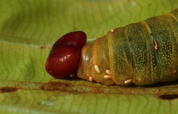 Figura 24. Capullos <i>Winthemia</i></i> Wood19DHJ01 (Tachinidae), parásitos en la larva <i> Udranomia</i></i> kikkawaiDHJ02, en la planta <i>Cespedesia spathulata</i></i> (Ochnaceae). (03-SRNP-10890-DHJ75467.jpg).