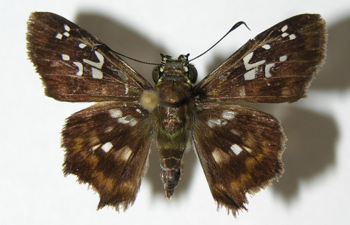 Figura 25. Adulto <i>Udranomia tomdaley</i></i> (Hesperiidae), posición vista dorsal. (00-SRNP-2831-DHJ340552.jpg).