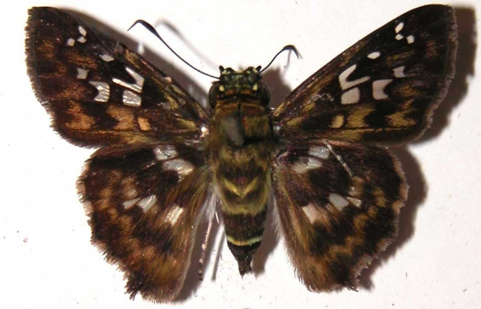 Figura 26. Adulto <i>Udranomia</i></i> kikkawaiDHJ02 (Hesperiidae), posición vista Dorsal. (03-SRNP-10011-DHJ36736.jpg).